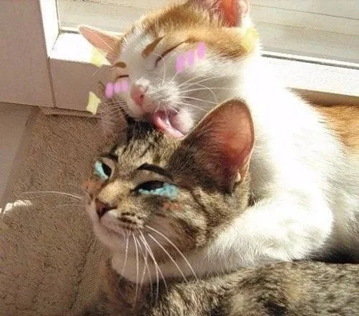🐱 Стикер «Котявы» для Telegram