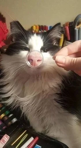 🐱 Стикер «Котявы» для Telegram