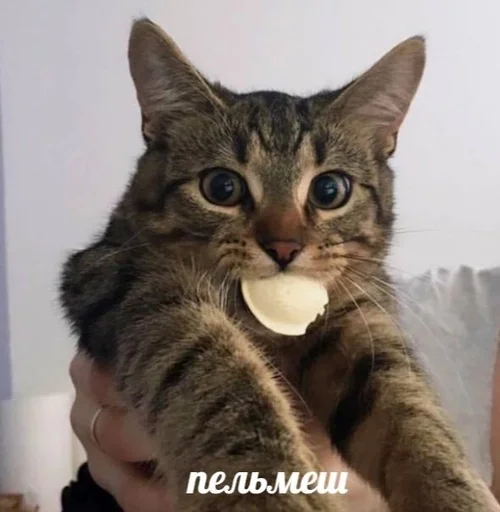 🐱 Стикер «Котявы» для Telegram