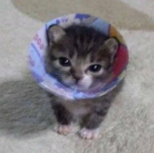 🐱 Стикер «Котявы» для Telegram