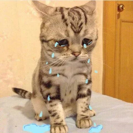 🐱 Стикер «Котявы» для Telegram