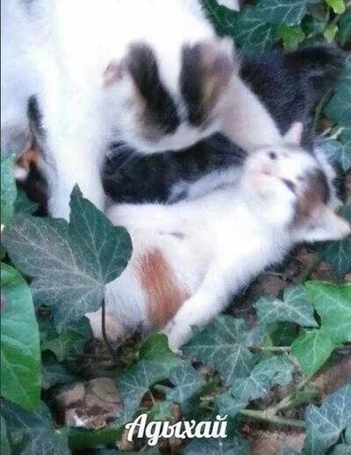 🐱 Стикер «Котявы» для Telegram