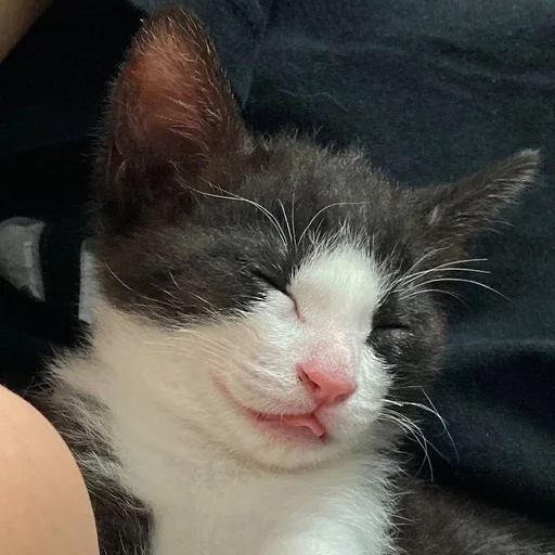 🐱 Стикер «Котявы» для Telegram