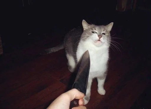 🐱 Стикер «Котявы» для Telegram