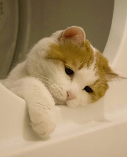 🐱 Стикер «Котявы» для Telegram