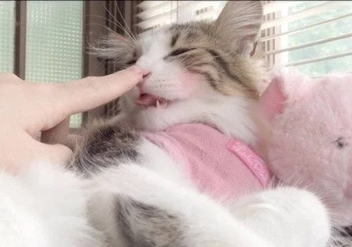🐱 Стикер «Котявы» для Telegram