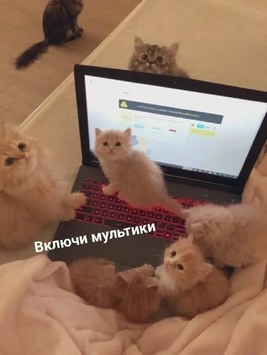 🐱 Стикер «Котявы» для Telegram