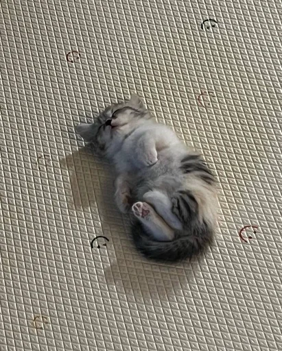 🐱 Стикер «Котявы» для Telegram