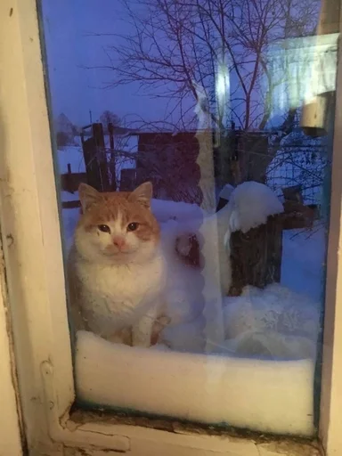 🐱 Стикер «Котявы» для Telegram