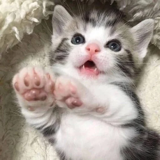 🐱 Стикер «Котявы» для Telegram