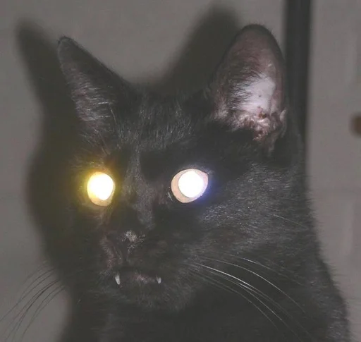 🐱 Стикер «Котявы» для Telegram