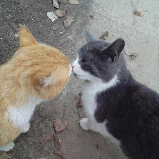 🐱 Стикер «Котявы» для Telegram