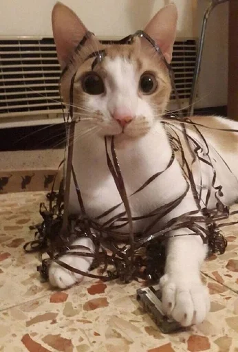 🐱 Стикер «Котявы» для Telegram