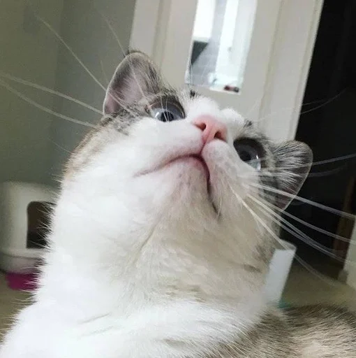 🐱 Стикер «Котявы» для Telegram