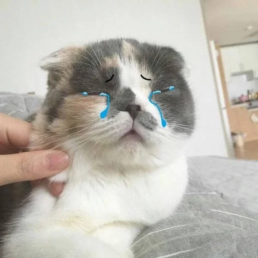🐱 Стикер «Котявы» для Telegram