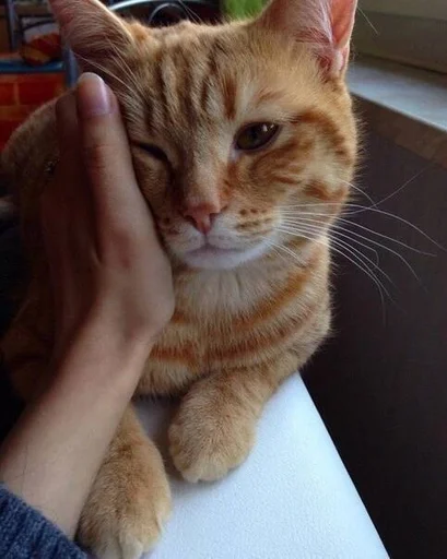 🐱 Стикер «Котявы» для Telegram