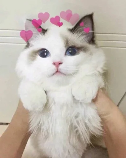 🐱 Стикер «Котявы» для Telegram
