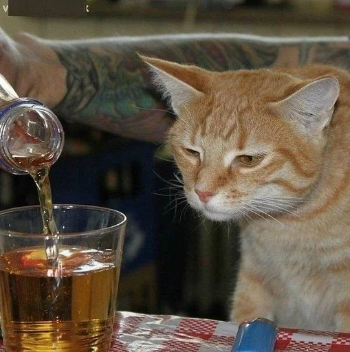 🐱 Стикер «Котявы» для Telegram