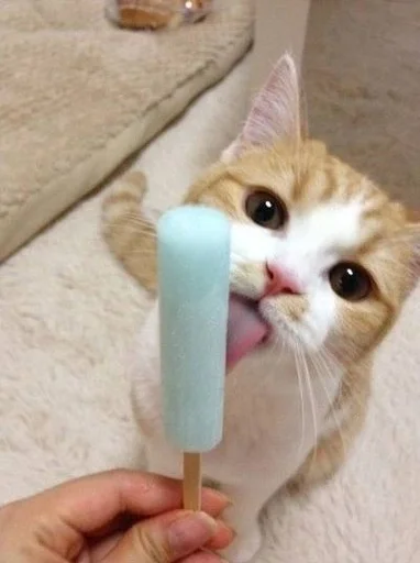 🐱 Стикер «Котявы» для Telegram