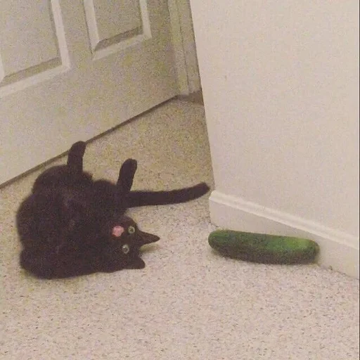 🐱 Стикер «Котявы» для Telegram