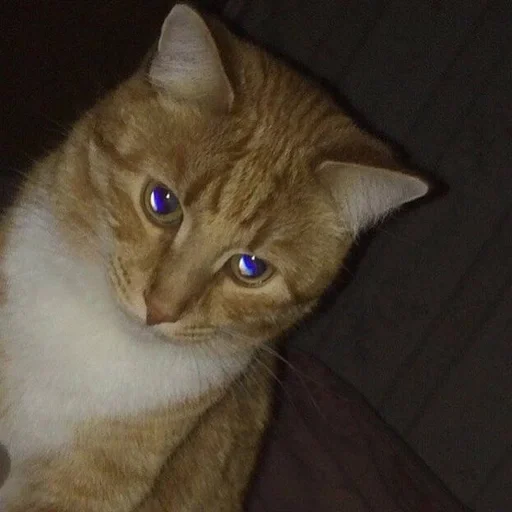 🐱 Стикер «Котявы» для Telegram