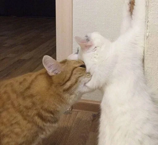 🐱 Стикер «Котявы» для Telegram