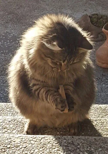 🐱 Стикер «Котявы» для Telegram