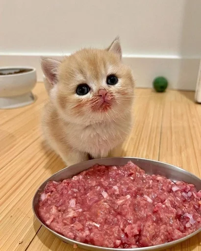 🐱 Стикер «Котявы» для Telegram