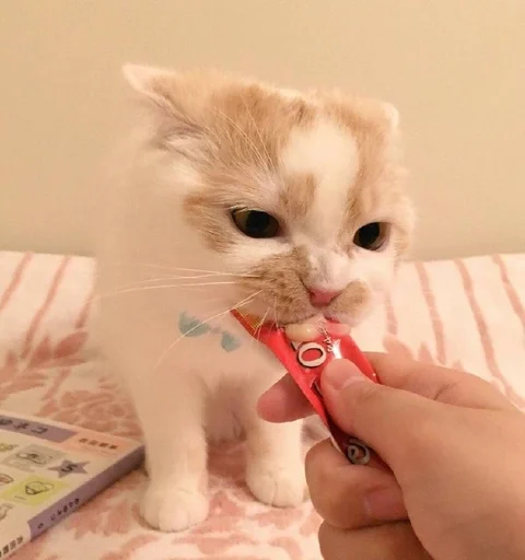 🐱 Стикер «Котявы» для Telegram