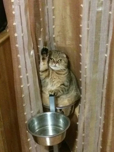 🐱 Стикер «Котявы» для Telegram