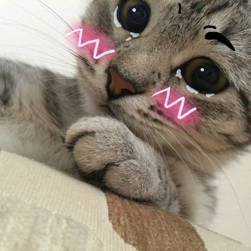 🐱 Стикер «Котявы» для Telegram