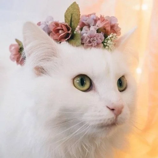 🐱 Стикер «Котявы» для Telegram