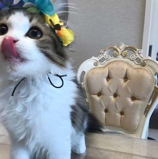 🐱 Стикер «Котявы» для Telegram