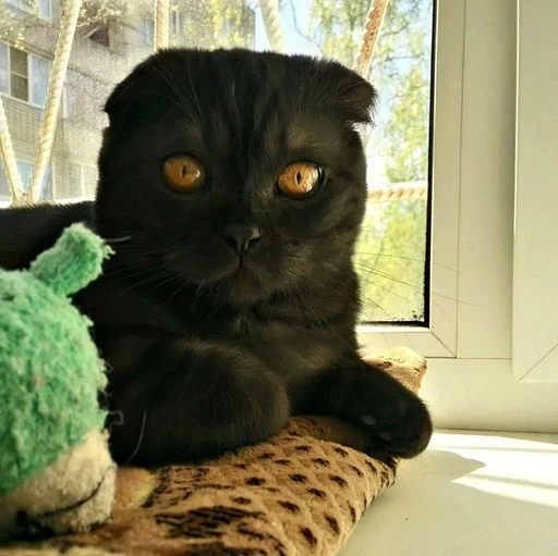 🐱 Стикер «Котявы» для Telegram