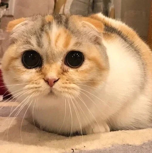 🐱 Стикер «Котявы» для Telegram