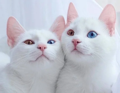 🐱 Стикер «Котявы» для Telegram