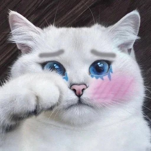 🐱 Стикер «Котявы» для Telegram