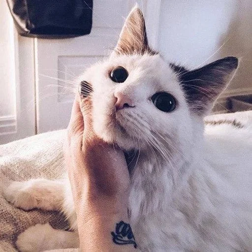 🐱 Стикер «Котявы» для Telegram