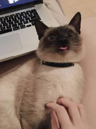 🐱 Стикер «Котявы» для Telegram