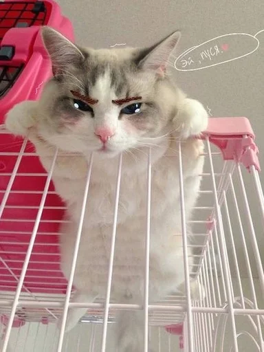 🐱 Стикер «Котявы» для Telegram