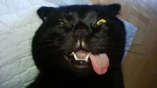 🐱 Стикер «Котявы» для Telegram