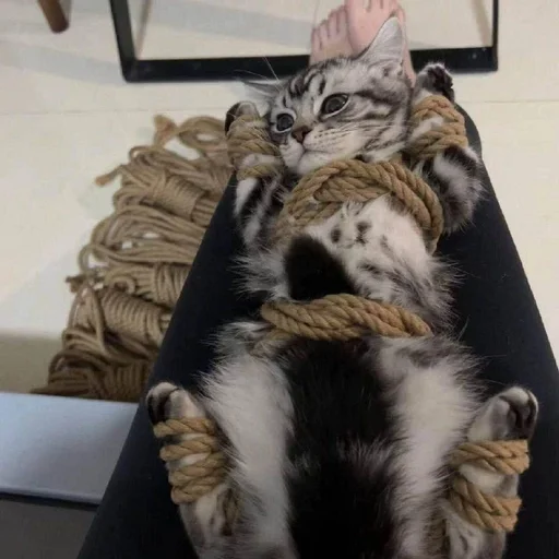 🐱 Стикер «Котявы» для Telegram