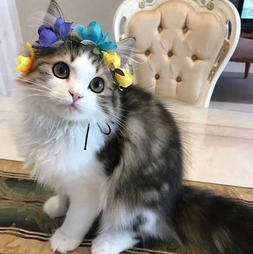 🐱 Стикер «Котявы» для Telegram