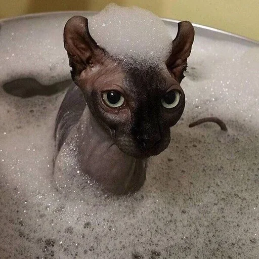 🐱 Стикер «Котявы» для Telegram