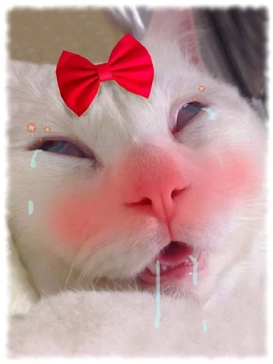 🐱 Стикер «Котявы» для Telegram