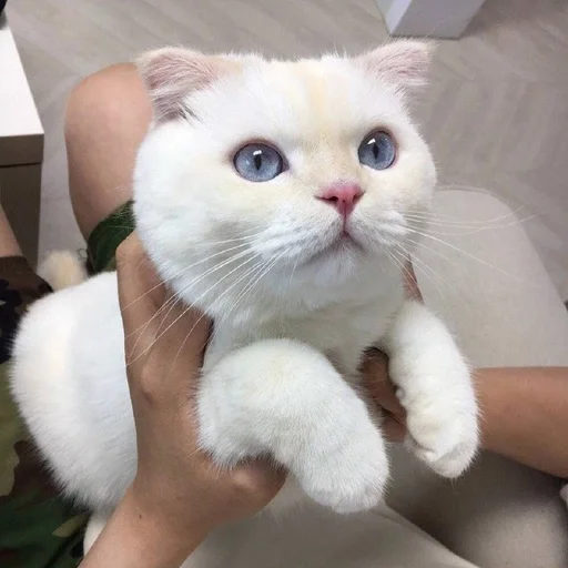 🐱 Стикер «Котявы» для Telegram