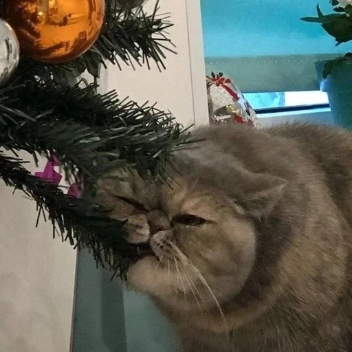 🐱 Стикер «Котявы» для Telegram