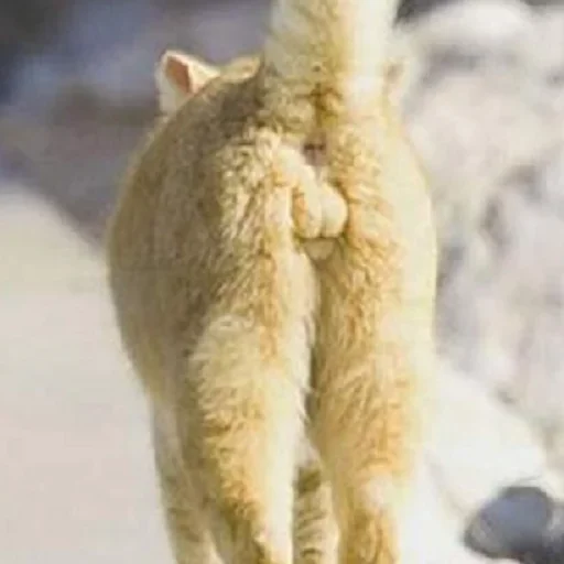 😋 Стикер «Fluffy» для Telegram