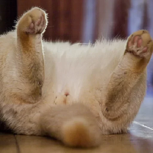 😚 Стикер «Fluffy» для Telegram