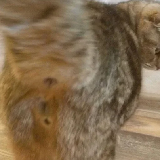 😚 Стикер «Fluffy» для Telegram